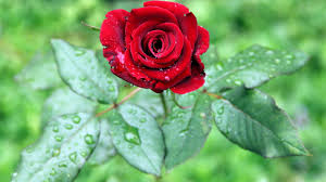 Image result for images of rose hd