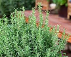 Image of Rosemary plant