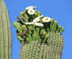 Image result for saguaro cactus
