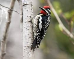 Yellow-bellied Sapsucker