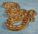 Argentine rainbow boa