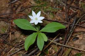 Image result for Trientalis europaea