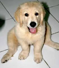 Foto Anjing Golden Retriever - Oden - Jual Anak Anjing, Artikel Anjing, Adopsi Anjing, Anjing Hilang, Anjing Pejantan - oden