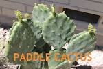 Paddle cactus