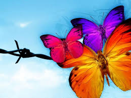 Image result for animated butterflies wallpaper