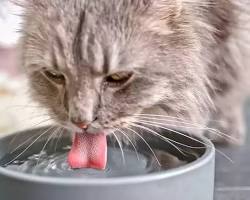 Image of cat drinking water