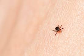 Scientific American - News update