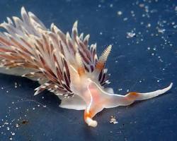 sea slug