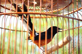 Hasil gambar untuk murai batu