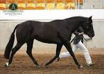 Znalezione obrazy dla zapytania australian stock horse