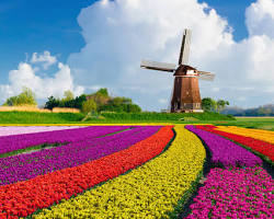 Image of Tulip Fields in Keukenhof, Netherlands