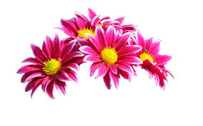 Znalezione obrazy dla zapytania kwiaty