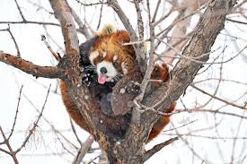 fargo - Trending in Australia