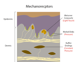 Image of Mechanoreceptors