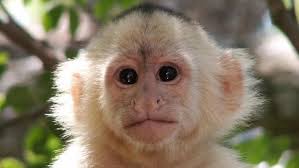 Image result for MONKEYS