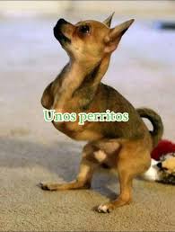 Hola Son Perritos | TikTok