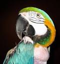 Pictures of 2 parrots talking back to prozac <?=substr(md5('https://encrypted-tbn3.gstatic.com/images?q=tbn:ANd9GcQ_2iiEKbhiYYs9qZCaH619ADuyPwktU-GB_8s4AH-YRdW0SO7HeoWBzyw'), 0, 7); ?>