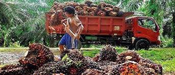 Image result for plantation PT Bakrie Sumatera Plantations Tbk