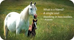 Image result for horses