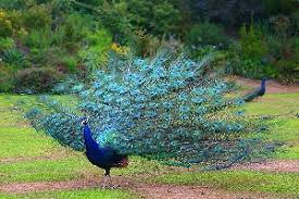 Image result for ‫دیدنی های جدید جهان‬‎