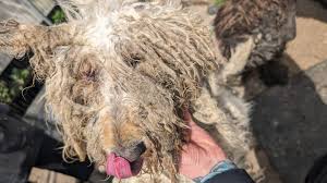 Fundraiser by Stacey Deeming : Standard Poodles Rescued from ...