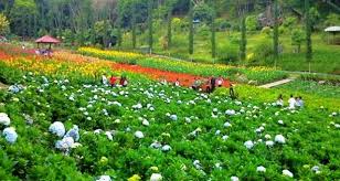 Hasil gambar untuk selecta