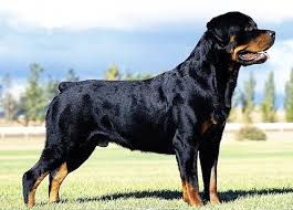 Kết quả hình ảnh cho chó rottweiler