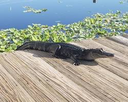 Image of alligator in a river