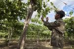 Fruta apodrece no pé com a queda da demanda no Nordeste