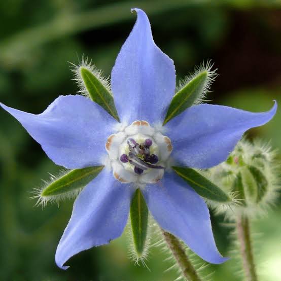 Organic Borage - Fruition Seeds