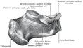 Calcaneus - , the free encyclopedia