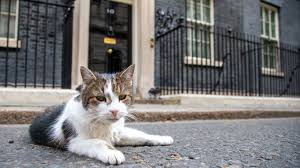 larry the cat