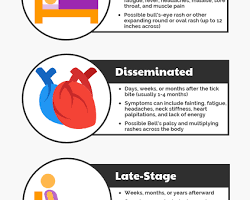 Obraz: timeline showing the three stages of Lyme disease