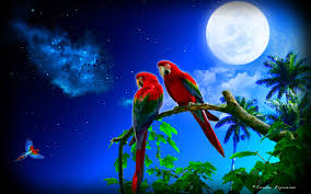 Image result for macaw parrot hd