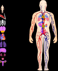 Resultado de imagen para cuerpo humano