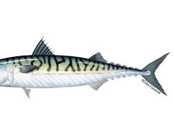 Image of Mackerel