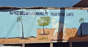 Image result for lait de chameau