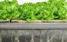 Aeroponic units and systems for rapid food and crop production for