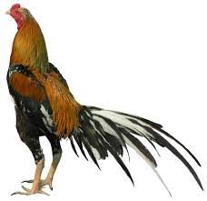 Hasil gambar untuk ayam bangkok