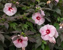 Image of Hardy hibiscus