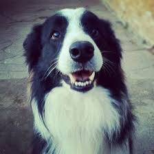 Resultado de imagem para cão border collie