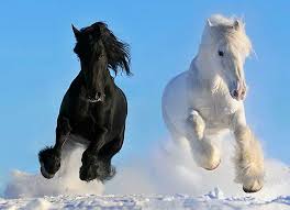 Resultado de imagen de caballos