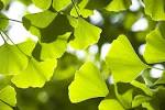 Ginkgo biloba (Ginkgo, Maidenhair Tree)