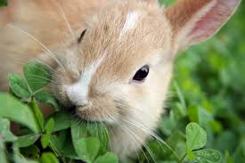 Image result for RABBIT