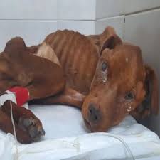 Abandoned dog finds kindness and hope
