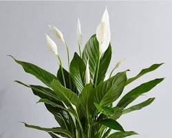 Image of Peace Lily plant
