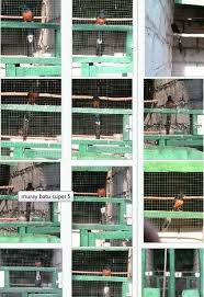 Hasil gambar untuk murai batu