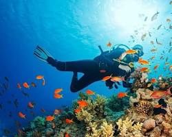 Imagen de Buceo en Isla Catalina, República Dominicana