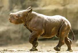 Hasil gambar untuk animal