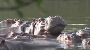 Some 'cocaine hippos' from Colombia could have a new home at a controversial zoo in India